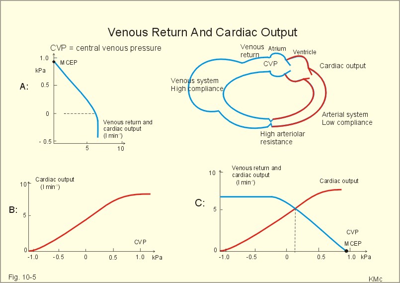 circulatory system functions. system is simplified to a