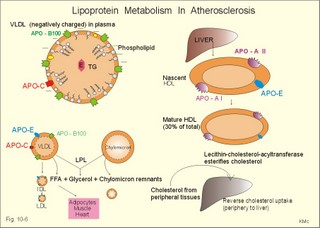 lipoprotein metabolism