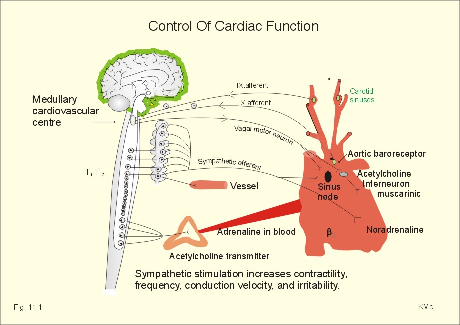 Vagal Nerve and Heart Rate