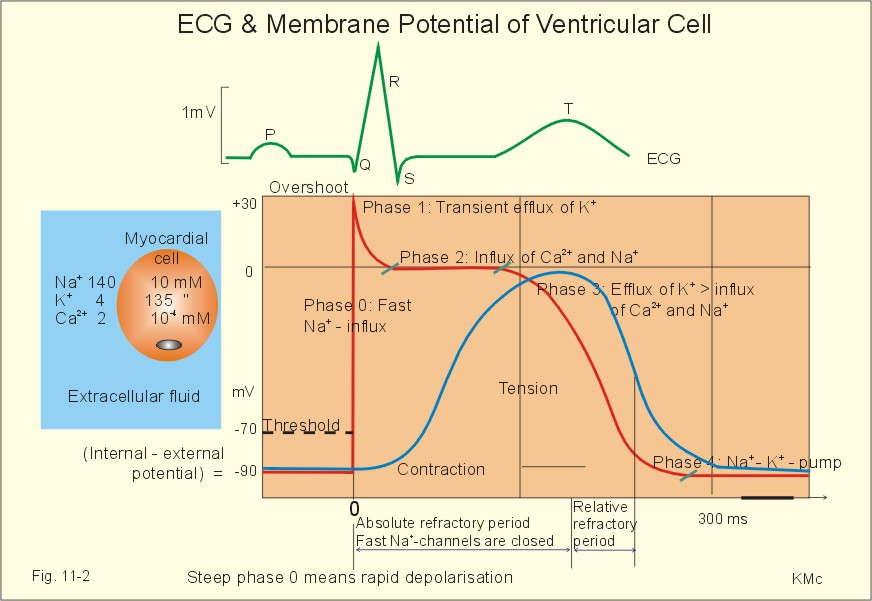 refractory period - meddic