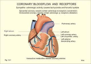 coronary bloodflow
