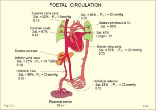 The foetal circulation