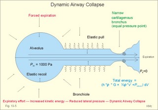 alveolar sac