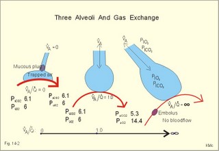 The pulmonary regions