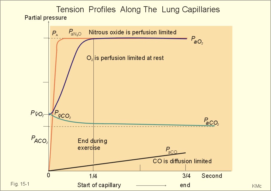 What Happens As Oxygen Concentration Increases In The Alveoli In The Lungs