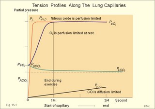 Pulmonary tension profiles