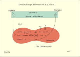 Gas exchange