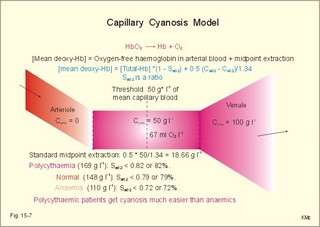 Capillary model