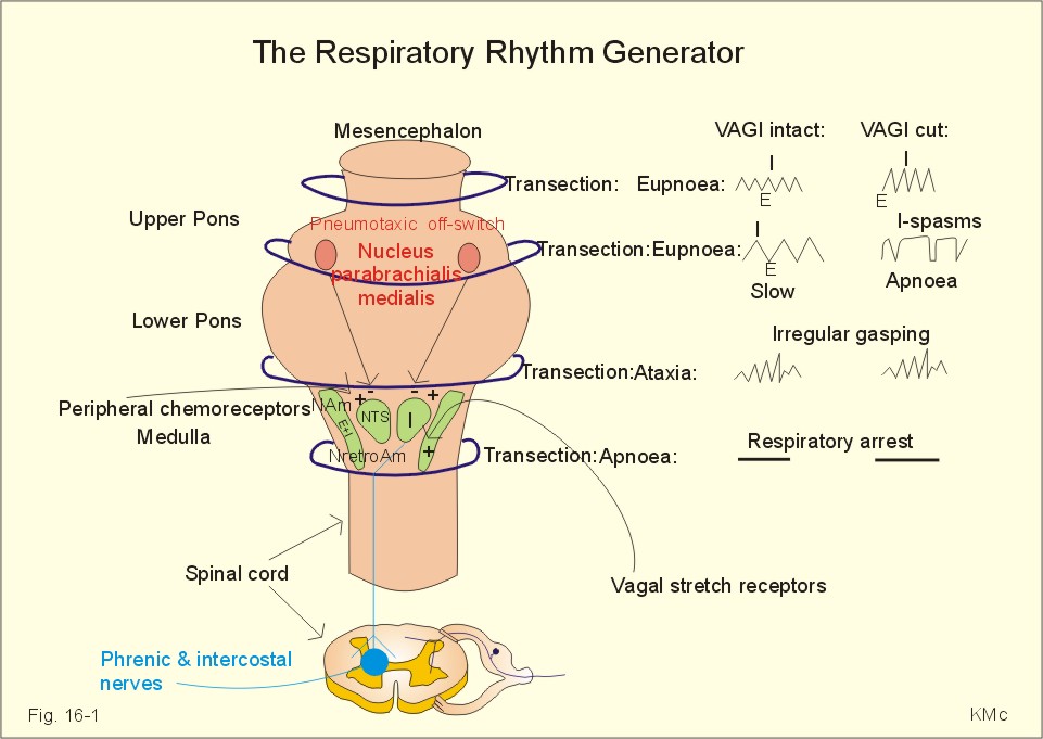 brainstem and pons