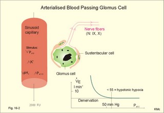 Glomus cell