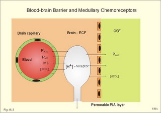 blood brain barrier