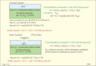 The CO2/bicarbonate buffer