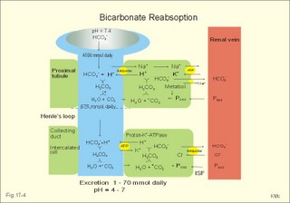Reabsorption of bicarbonate