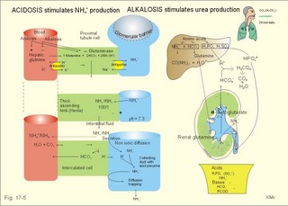 Glutamate metabolism