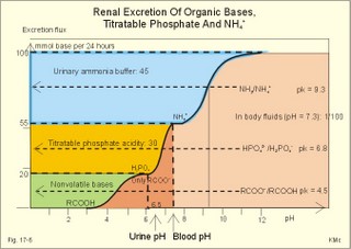 Excretion flux for organic bases