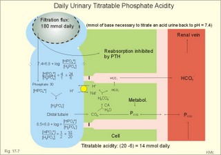 Titratable phosphate acidity