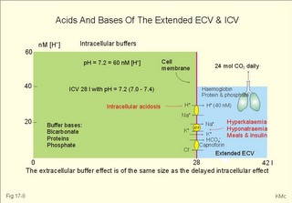 The proton concentration and buffer bases