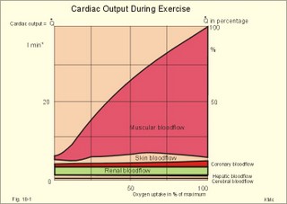 cardiac output during exercise
