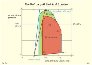 pressure-volume loop of the left ventricle