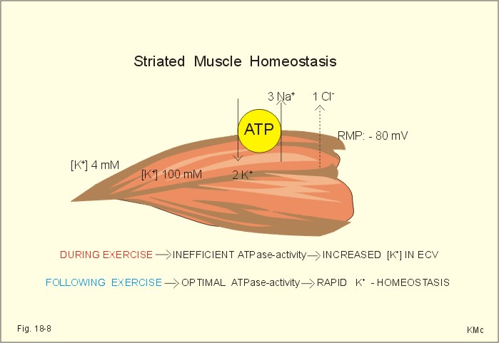 Homeostasis In The Human Body. The ody stores are totally