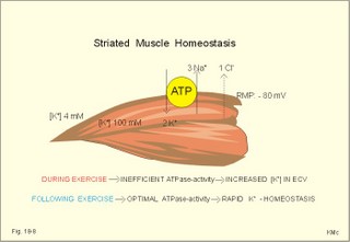 skeletal muscle