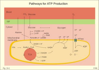 Biochemical pathways for ATP production
