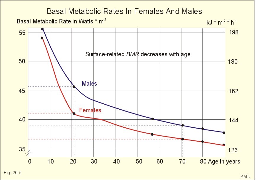 Basal Metabolic Rate And Weight Loss