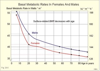 The basal metabolic rate