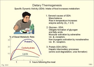 Dietary thermogenesis