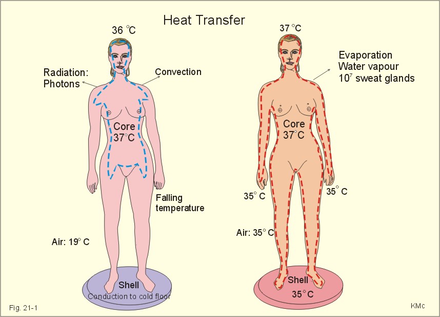 What is core body temperature?