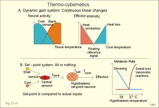 Thermoregulation by dynamic gain