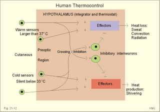 The hypothalamic thermostat