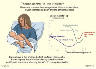 thermocontrol in the newborn