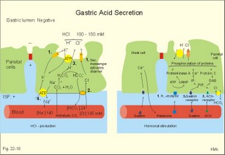 secretory receptors