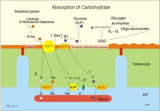 Absorption of carbohydrates by the enterocyte