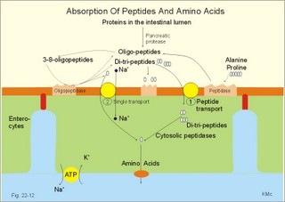 Absorption of peptides