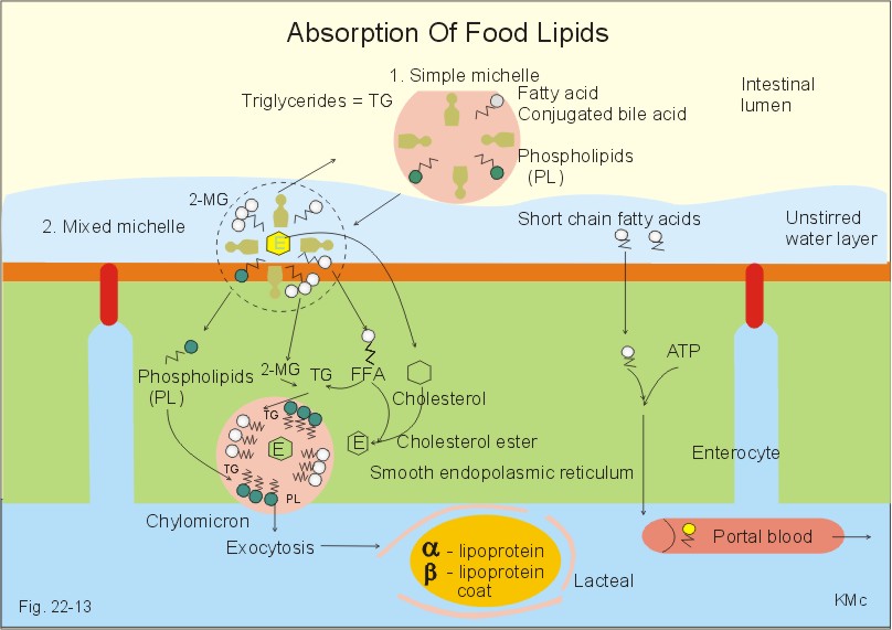 bile formation