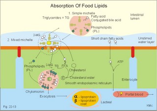 absorption of lipids
