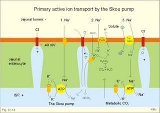ion transport processes