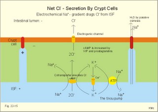 Cl secretion
