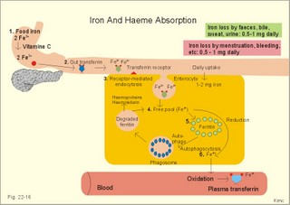 iron absorption