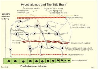 autonomic innervation