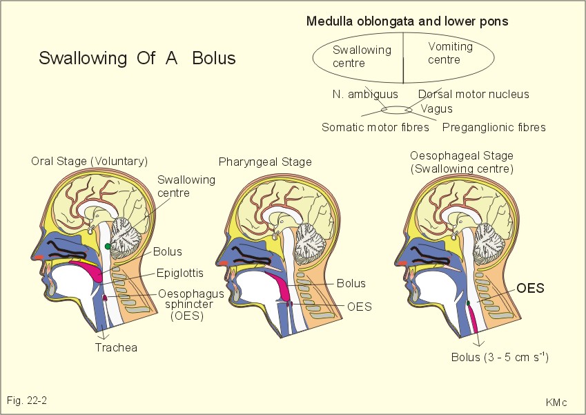 222 Swallowing of a food bolus in three steps OES stands for the upper