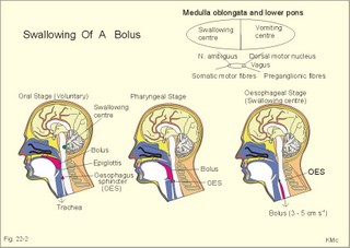 food bolus