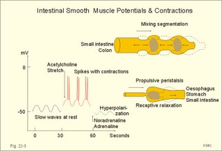 intestinal smooth muscle