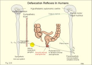 defaecation reflexes