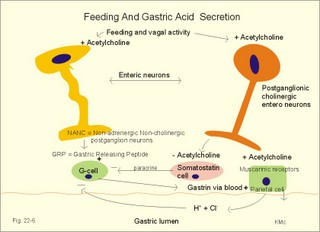 HCL secretion