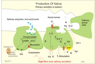 Salivary enzymes