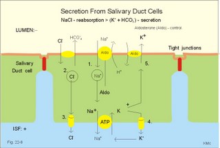 salivary duct cells