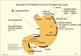 secretion of parietal cell juice